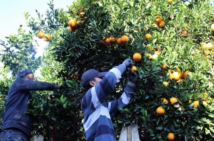 Mersin’de portakalda hasat balad