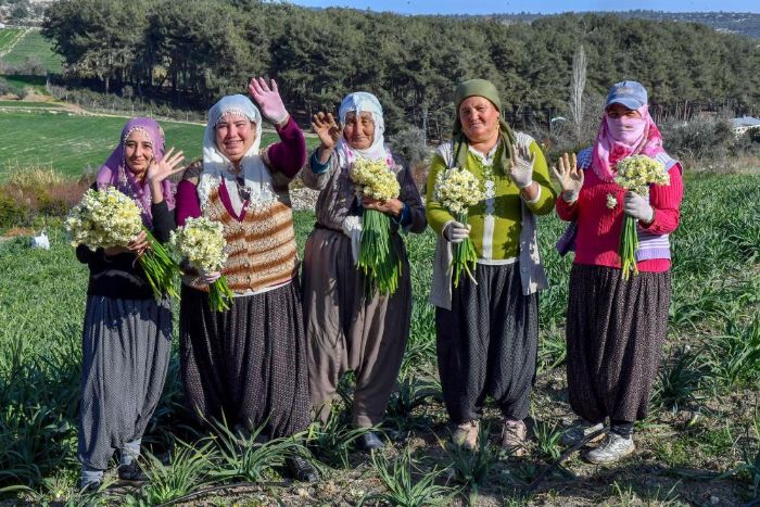 Mersin’de Nergis Festivali dzenlenecek