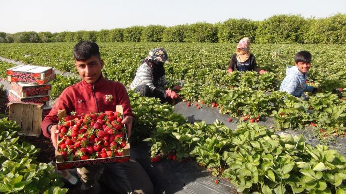 Corafi iaret tescilli Silifke ilei, 15ten fazla lkeye ihra ediliyor