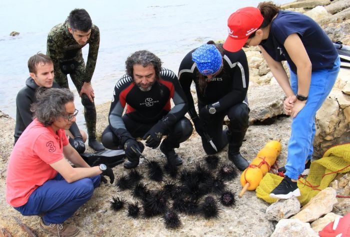 Akdeniz’de dikenli zehirli istilac deniz kestanesi tehlikesi