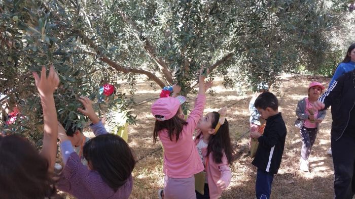 Minik renciler, depremzedeler iin zeytin toplad