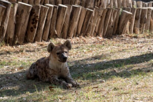 Tarsus doa park yeni yavrularla gzelleiyor