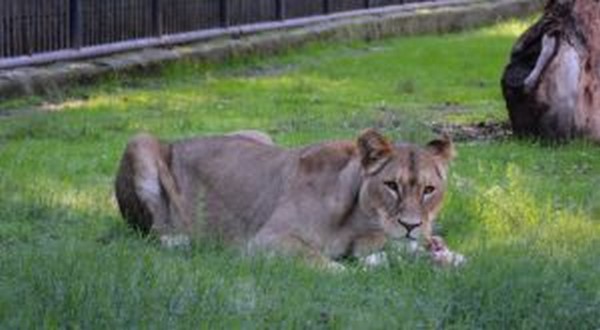 Tarsus Doa Park`na iki aslan daha geldi