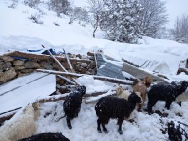 Mersin`de kardan ken ahrdaki 21 kkba hayvan telef oldu