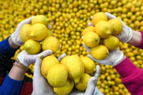4 Bykehir`e ulaan limonlar Mersin`de de datld