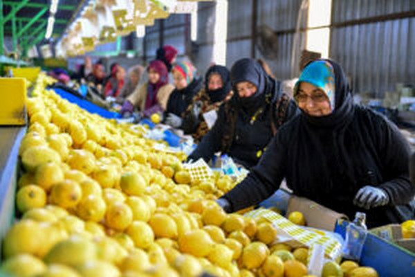 Limonlar dalda kalmad, 4 ehir iin Mersin`den yola kt