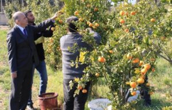 Turungilde sezonu uzatacak mandalina eidi gelitirildi, hasat balad