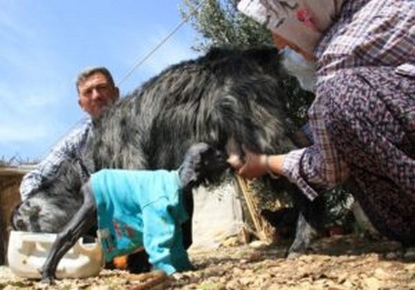 Gren ard... Tysz dodu, bebek gibi baklyor