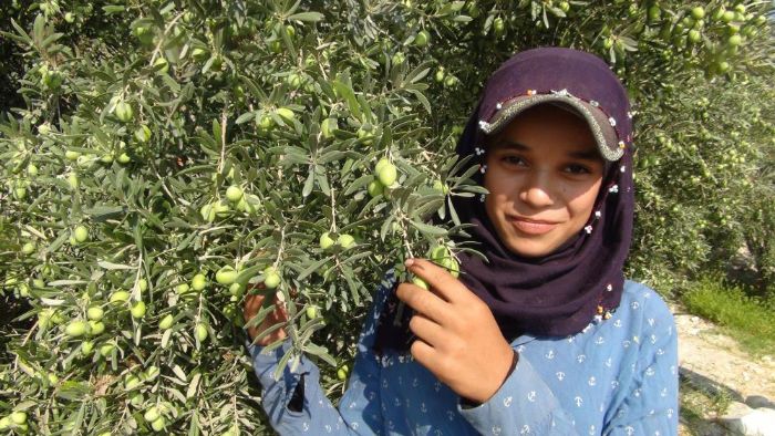 Silifke’de yln ilk zeytin hasad balad