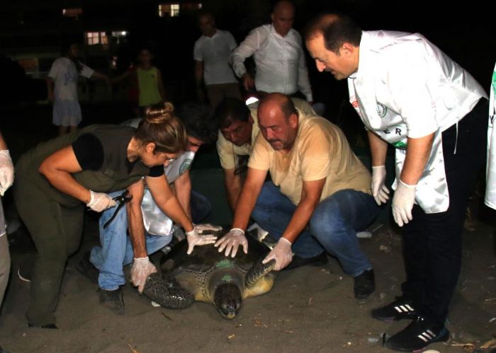 Deniz kaplumbaalar tedavileri sonras denizle bulutular