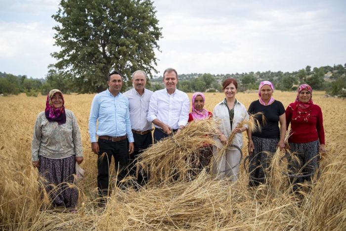 Silifke’de atalk sar buday hasad yapld