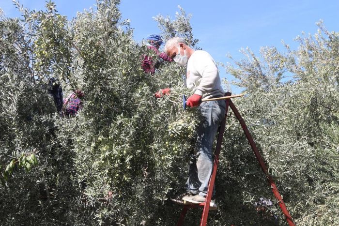 Mutta zeytin hasad balad