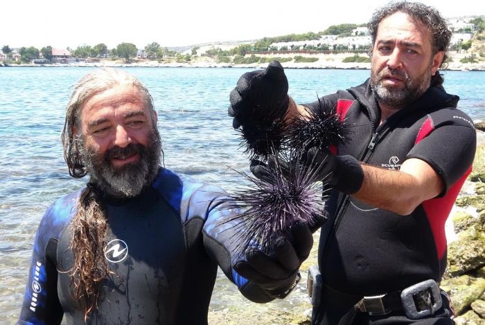 Akdeniz dikenli zehirli deniz kestanesi istilasna urad