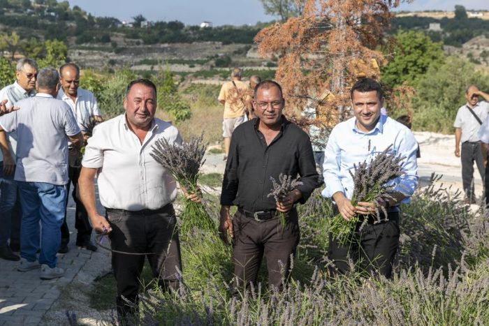 altbozkr’da Lavanta Hasat enlii