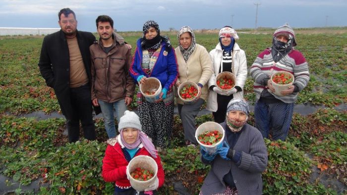 Silifke’de k ortasnda akta ilek hasad yapld