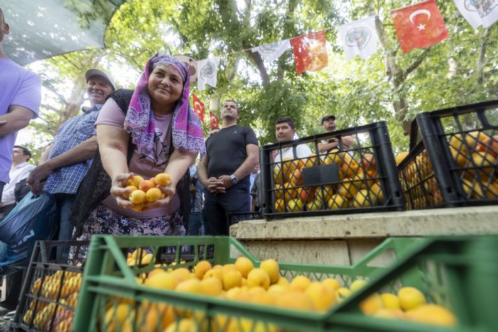 Mutta Kays Festivali cokusu