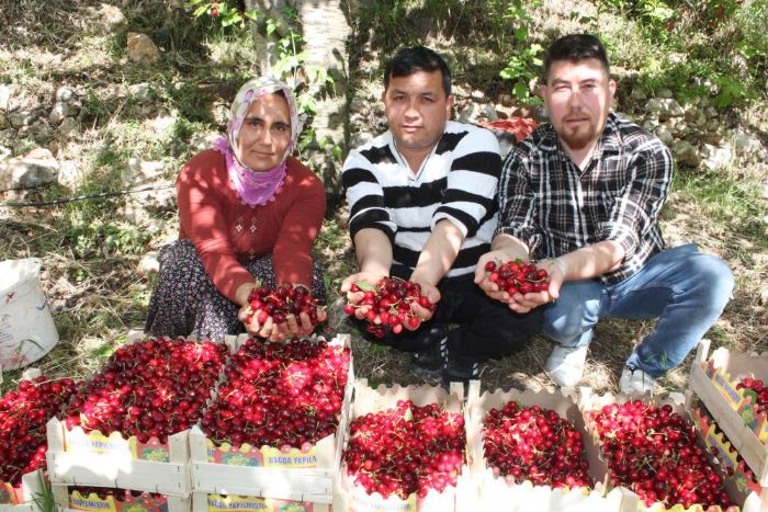 Turfanda kiraz ilk hasad, Norve, Almanya ve Rusya’ya