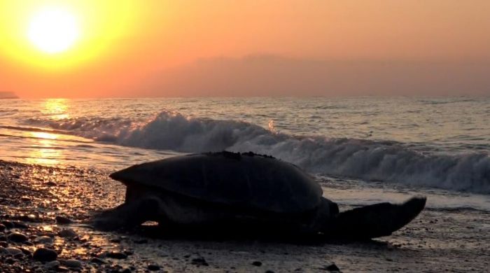 Mersin’de 4 bine yakn caretta caretta yuvas tespit edildi