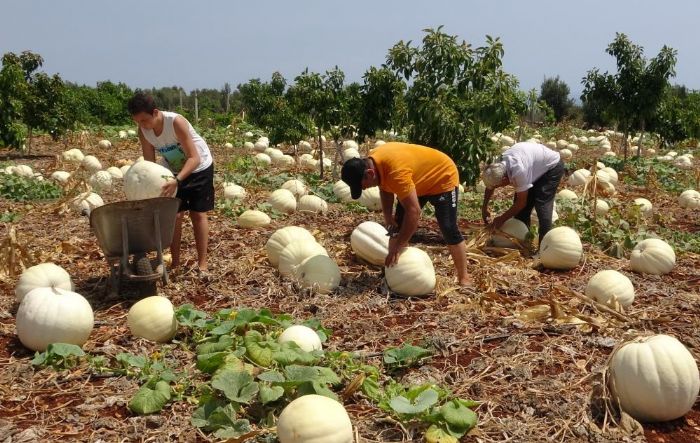 Avokado bahesinde kabak yetitirdi