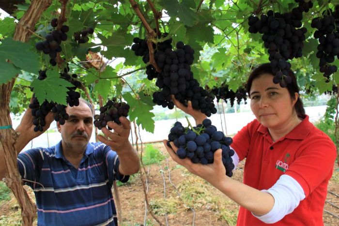 Turfanda siyah incide hasat zaman