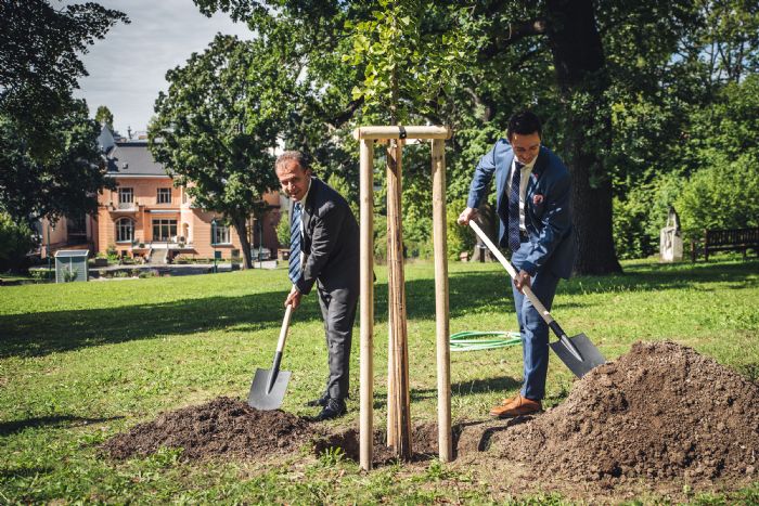 CHPli Seer, Gney Moravyada kardelik fidan dikti