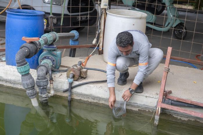 10 bin sulama göletine binlerce ’Lepistes’ balığı bırakıldı