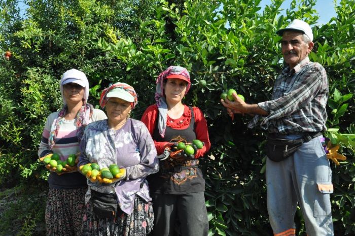 Lime cinsi limonda hasat zaman 