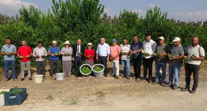 Limonun bakentinde ’hasat’ dnemi