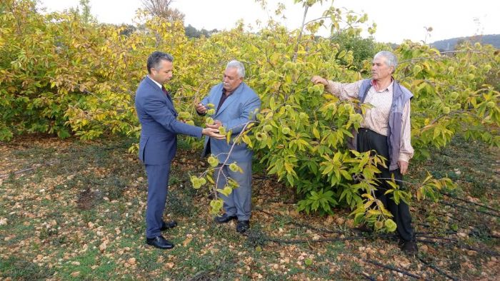 Kurakla dayankl kestane alternatif oldu 