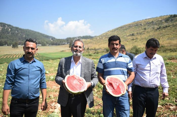 Tarsus’ta hasad yaplan karpuzlar halka cretsiz datlacak