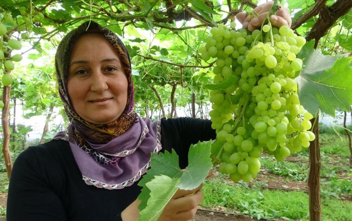 Turfanda zmler Avrupa yolunda