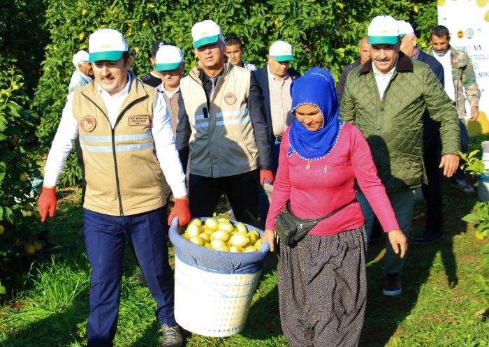 Limonun bakentinde ’youn hasat’ dnemi