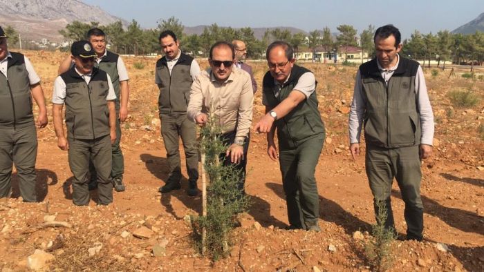 Tohumlar atld, yanan ormanlar yeniden yeerecek